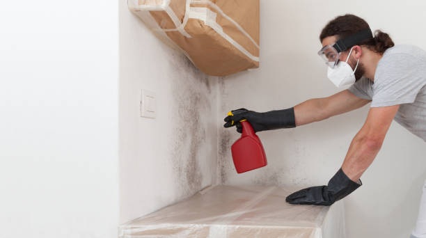 Professional Attic Mold Remediation technician working in Cresskill, NJ