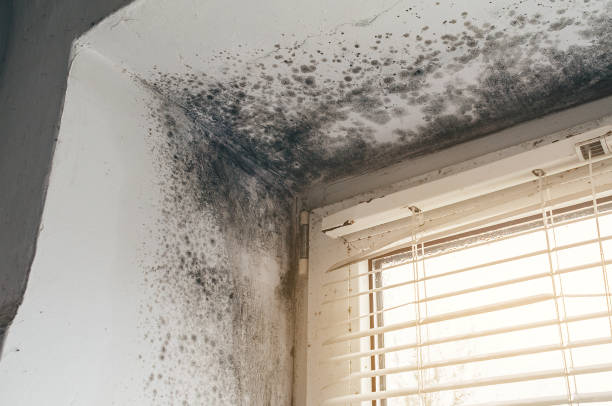 Affordable Attic Mold Remediation solutions in Cresskill, NJ